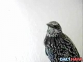 Strange Talking Bird