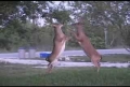 A Two Deer Title Fight