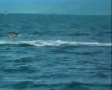 Killer Whale meets a Kayaker