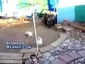 Roosters show some rabbits who is boss