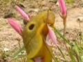 Giant Slug grubbing on a flower