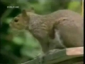 Squirrel Impossible