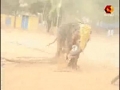 Elephant ran amok