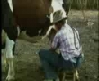funny cow 