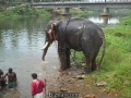 Bathing of elephant