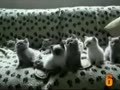[ Animal ] 10 cutest cat moments