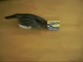 [ Clip ] The stunt cat