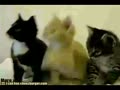 funny cats videos